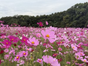 コスモスにまみれたくなりました